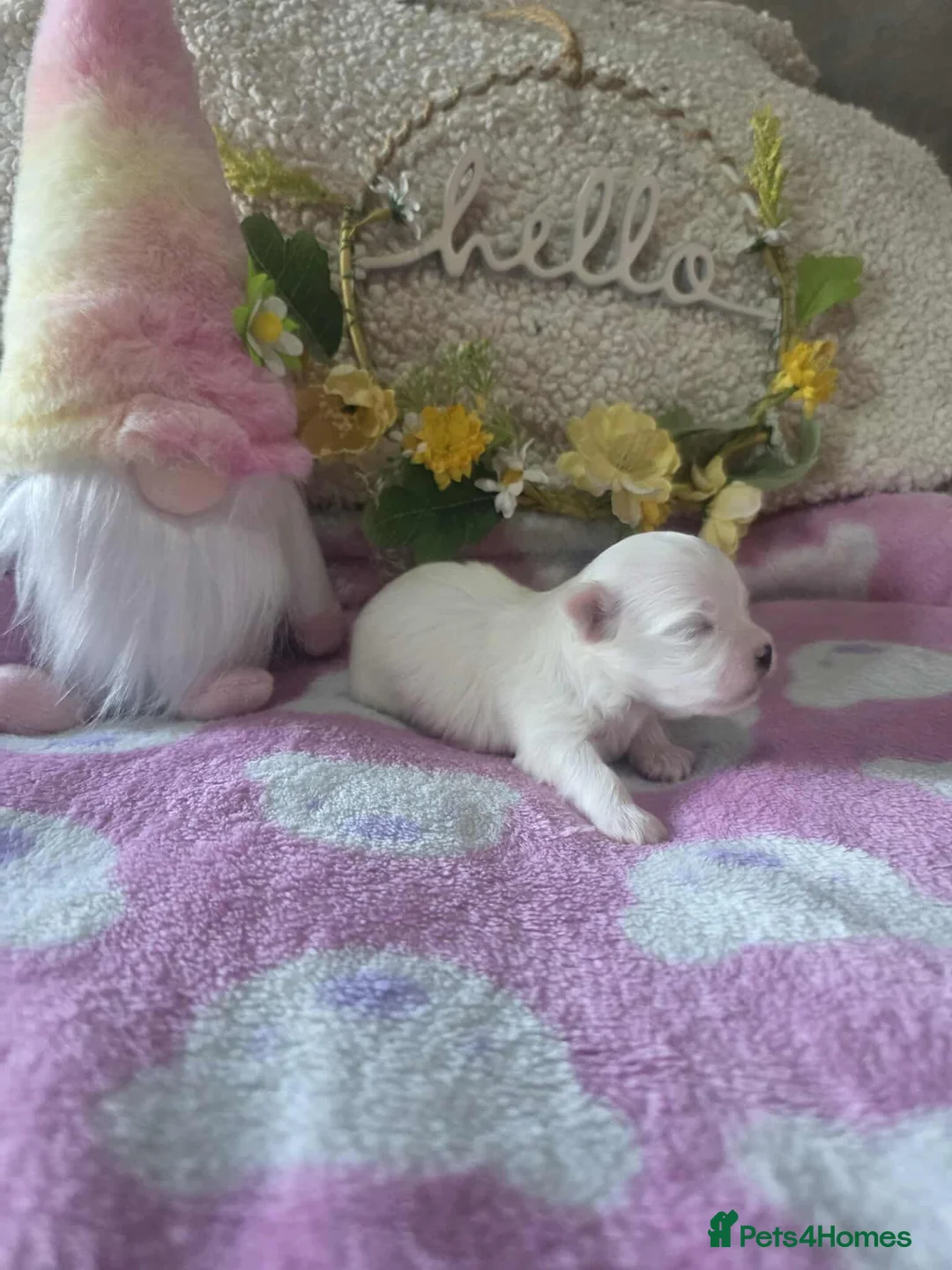 Maltese dogs for sale: Show quality Maltese  - Advert 9