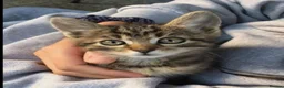 Mixed Breed cats for sale: Beautiful kitten  - Advert 10