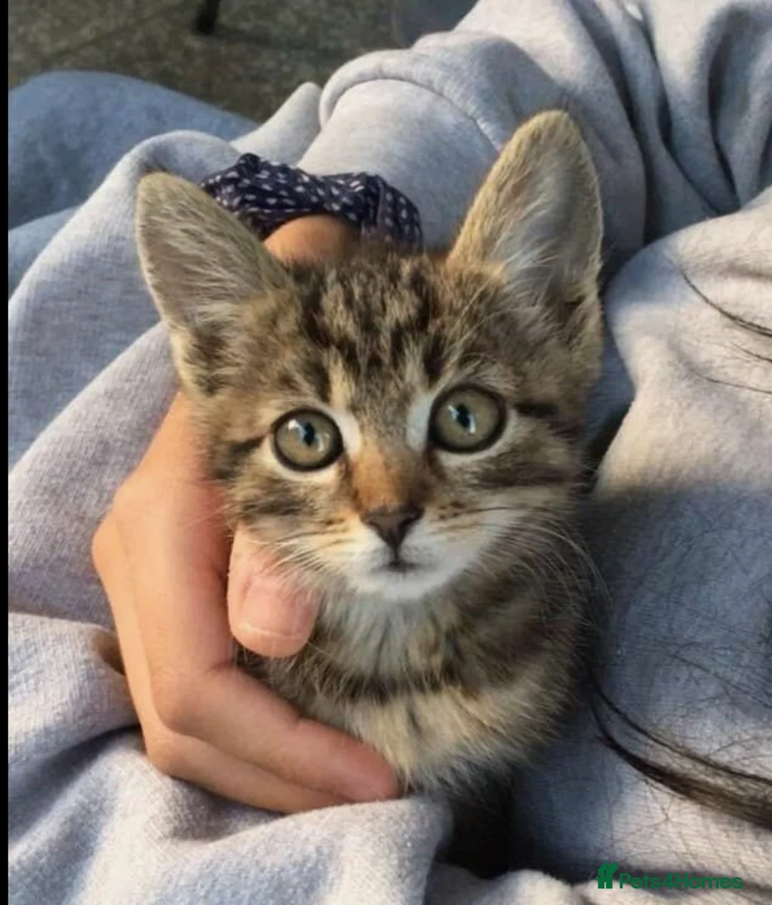 Mixed Breed cats for sale: Beautiful kitten  - Advert 10