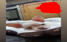 French Bulldog dogs for sale: French bulldog  - Image 4