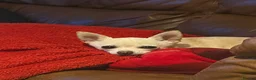 Chihuahua dogs for sale: Chihuahua  in Anstruther - Advert 2