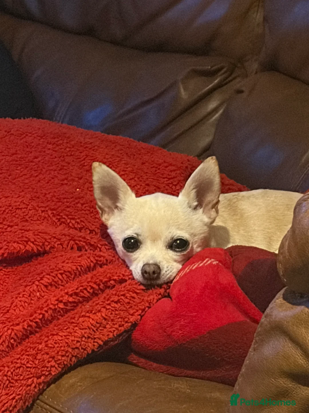Chihuahua dogs for sale: Chihuahua  in Anstruther - Advert 2