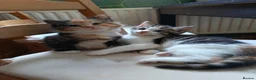 Mixed Breed cats for sale: 2 gorgeous calico kittens - Advert 3