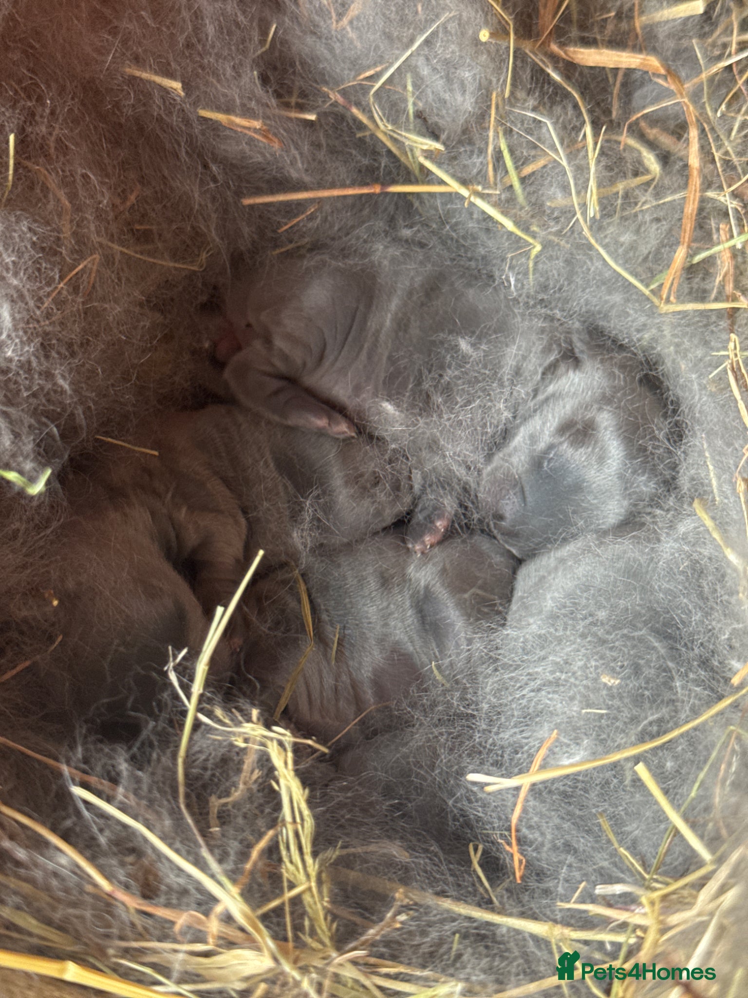 Mini Lop rabbits Mini lop bunnies - Advert 10