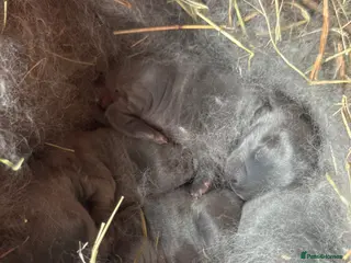 Mini Lop rabbits Mini lop bunnies - Advert 10