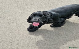 Cocker Spaniel dogs for sale: Show Quality Health Tested Stunning  in Bristol - Image 4