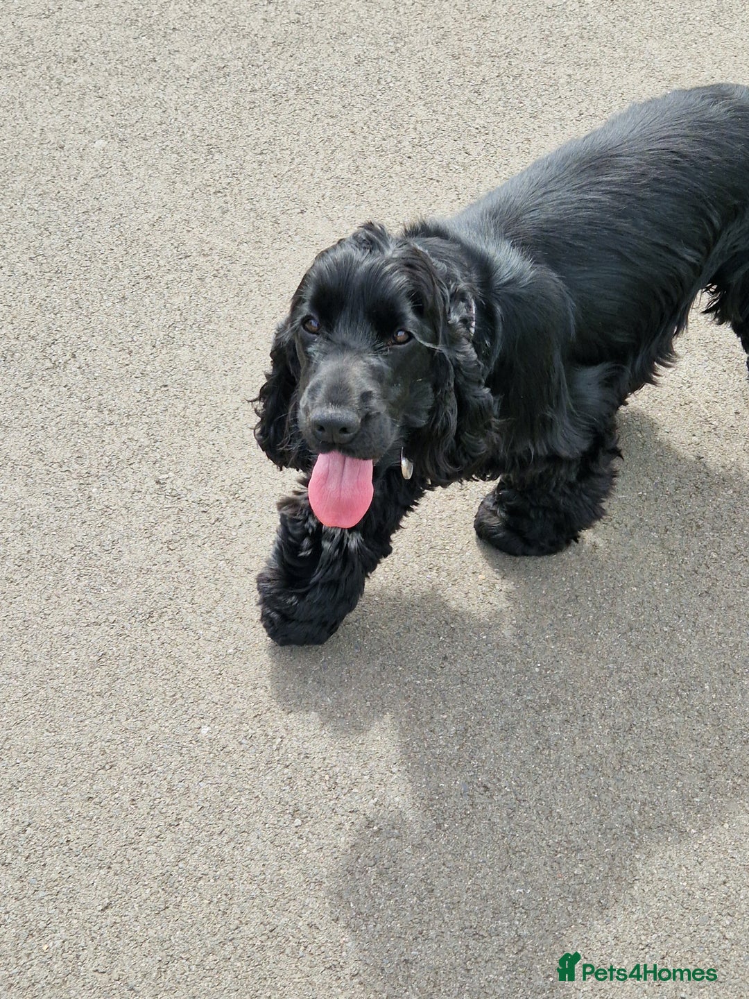Cocker Spaniel dogs for sale: Show Quality Health Tested Stunning  in Bristol - Image 4
