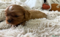 Cavalier King Charles Spaniel dogs for sale: Cavalier King Charles  - Image 16