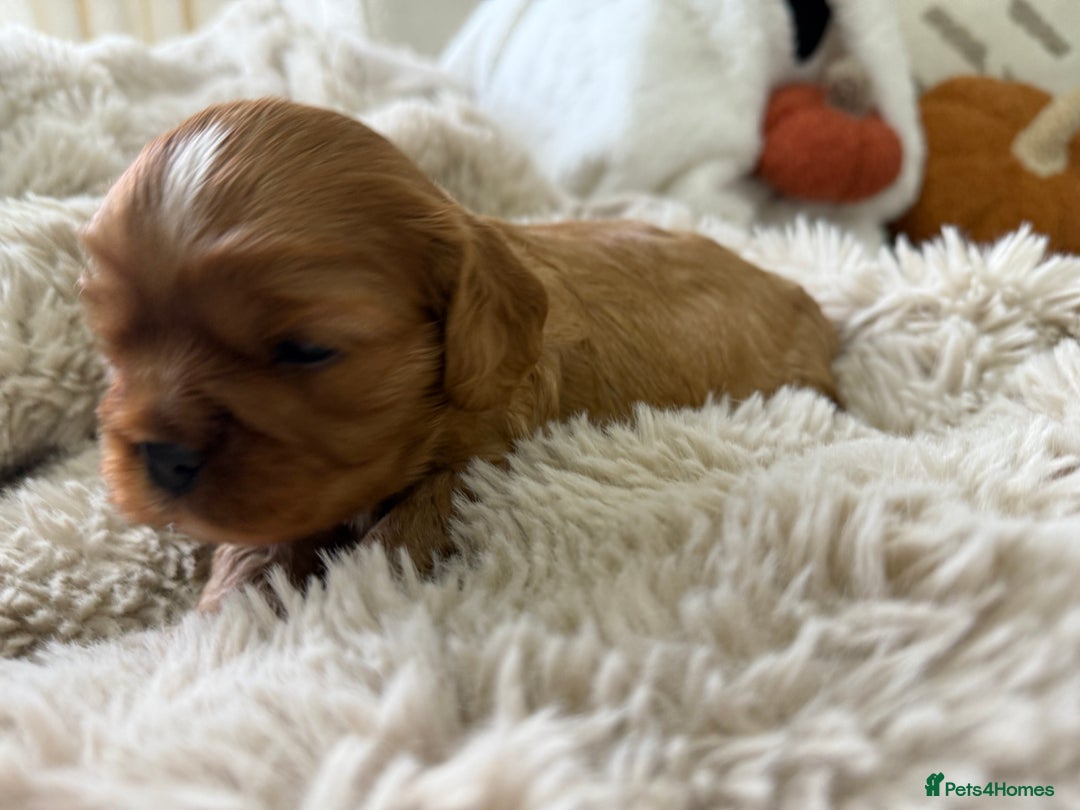 Cavalier King Charles Spaniel dogs for sale: Cavalier King Charles  - Image 16