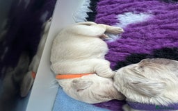 Golden Retriever dogs for sale: Golden Retriever Puppies for sale - Image 9