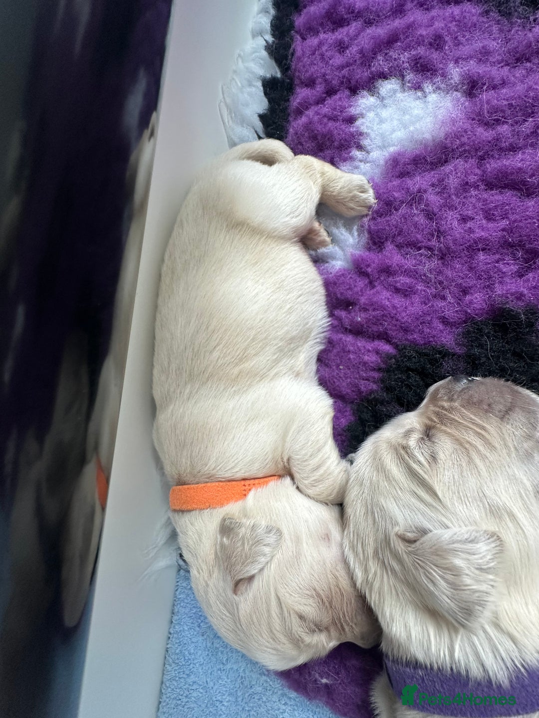 Golden Retriever dogs for sale: Golden Retriever Puppies for sale - Image 9