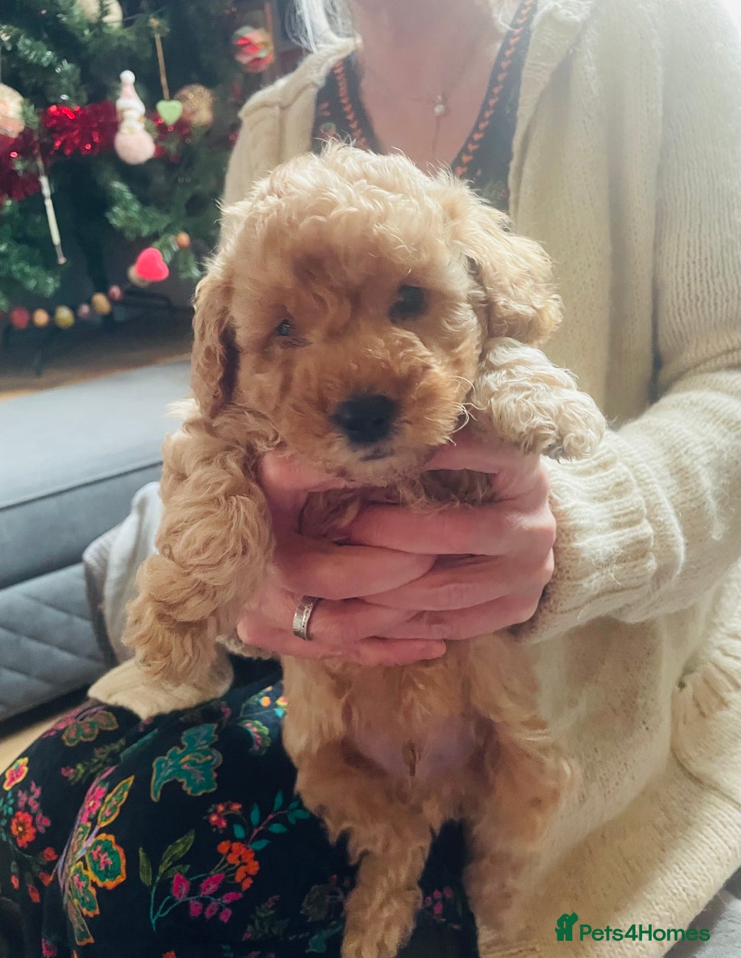 Cavapoo dogs for sale: F2 toy Cavapoo - Advert 4
