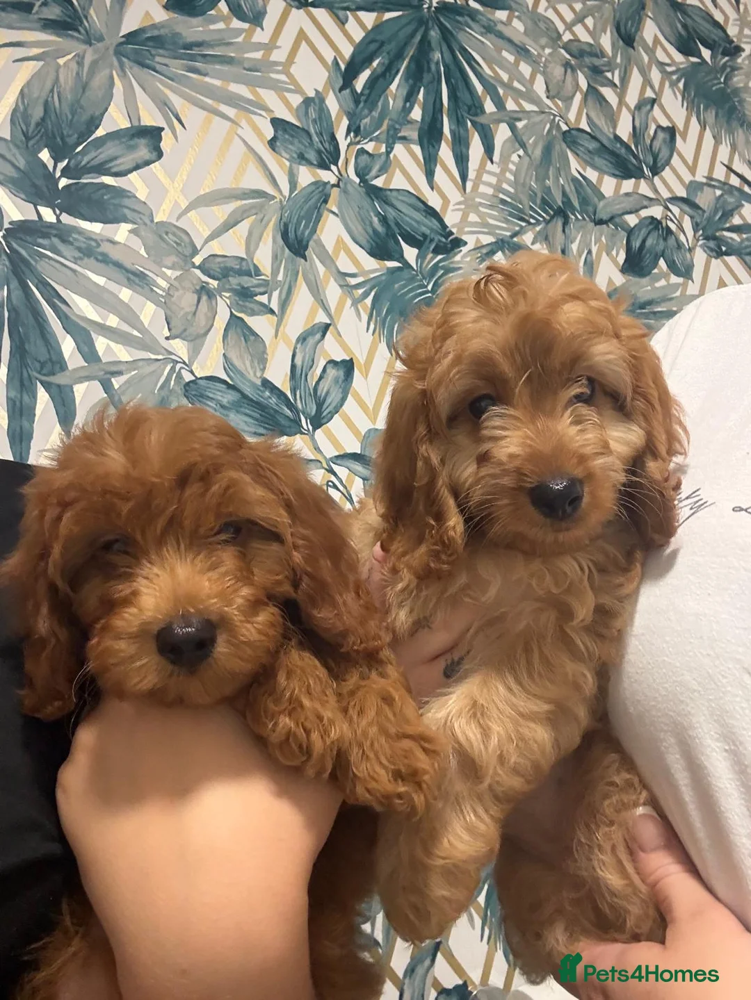 Cavapoo dogs for sale: 2 LEFT! STUNNING F1B CAVAPOO 🥰 - Advert 2