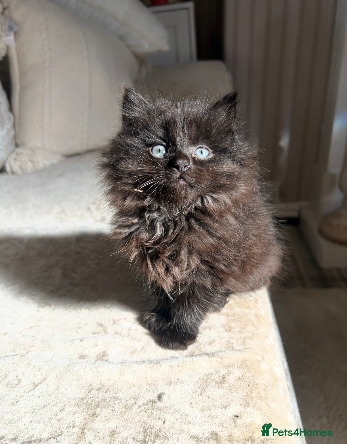 Mixed Breed cats Black Smoke Ragdoll X Maine Coon Kittens - Advert 4