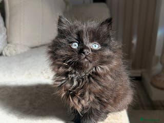 Mixed Breed cats Black Smoke Ragdoll X Maine Coon Kittens - Advert 4