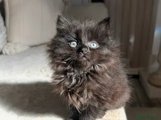 Mixed Breed cats Black Smoke Ragdoll X Maine Coon Kittens - Advert 11
