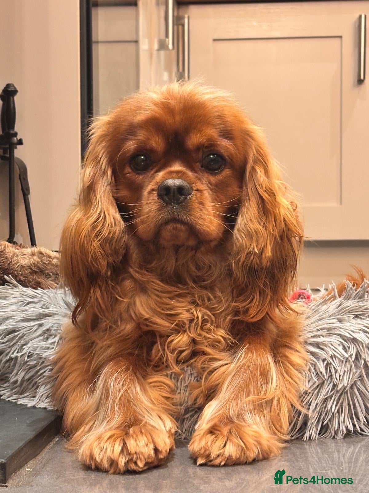 Cavalier King Charles Spaniel dogs Ruby cavalier King Charles  - Advert 2