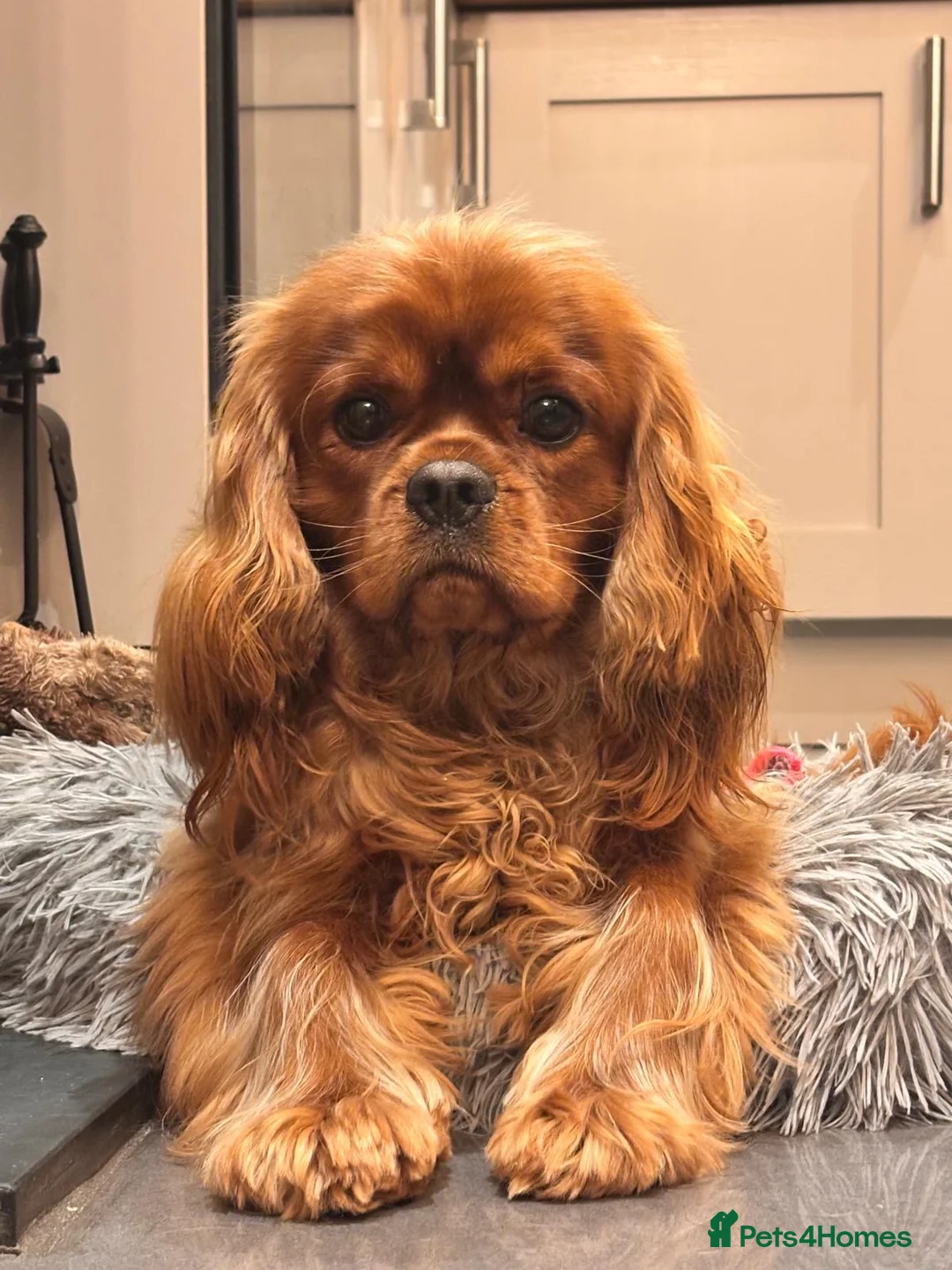 Cavalier King Charles Spaniel dogs for stud: Ruby cavalier King Charles  - Advert 1