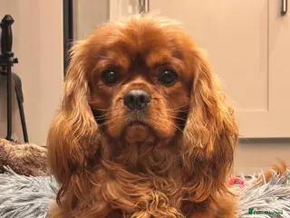 Cavalier King Charles Spaniel dogs Ruby cavalier King Charles - Advert 2