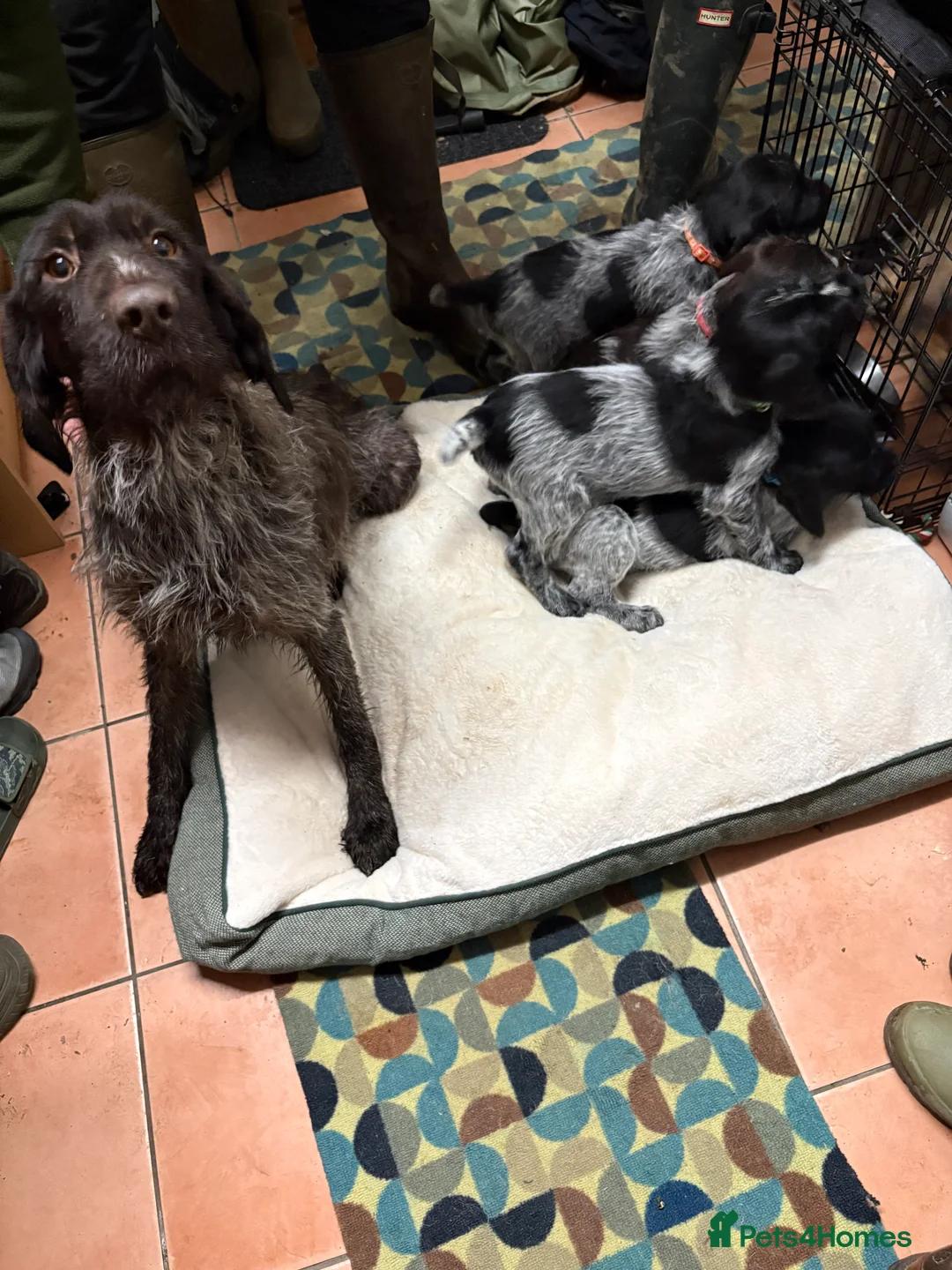 German Wirehaired Pointer dogs for sale: German wiredhaired pointer pups  - Advert 9