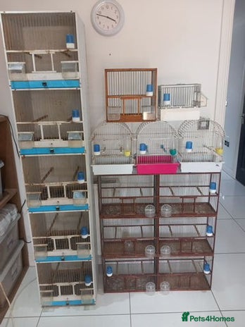 Canaries birds - Advert 11