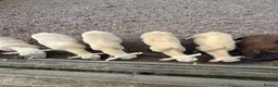 Sheep livestock for sale: Easycare Ram Lambs - Advert 1