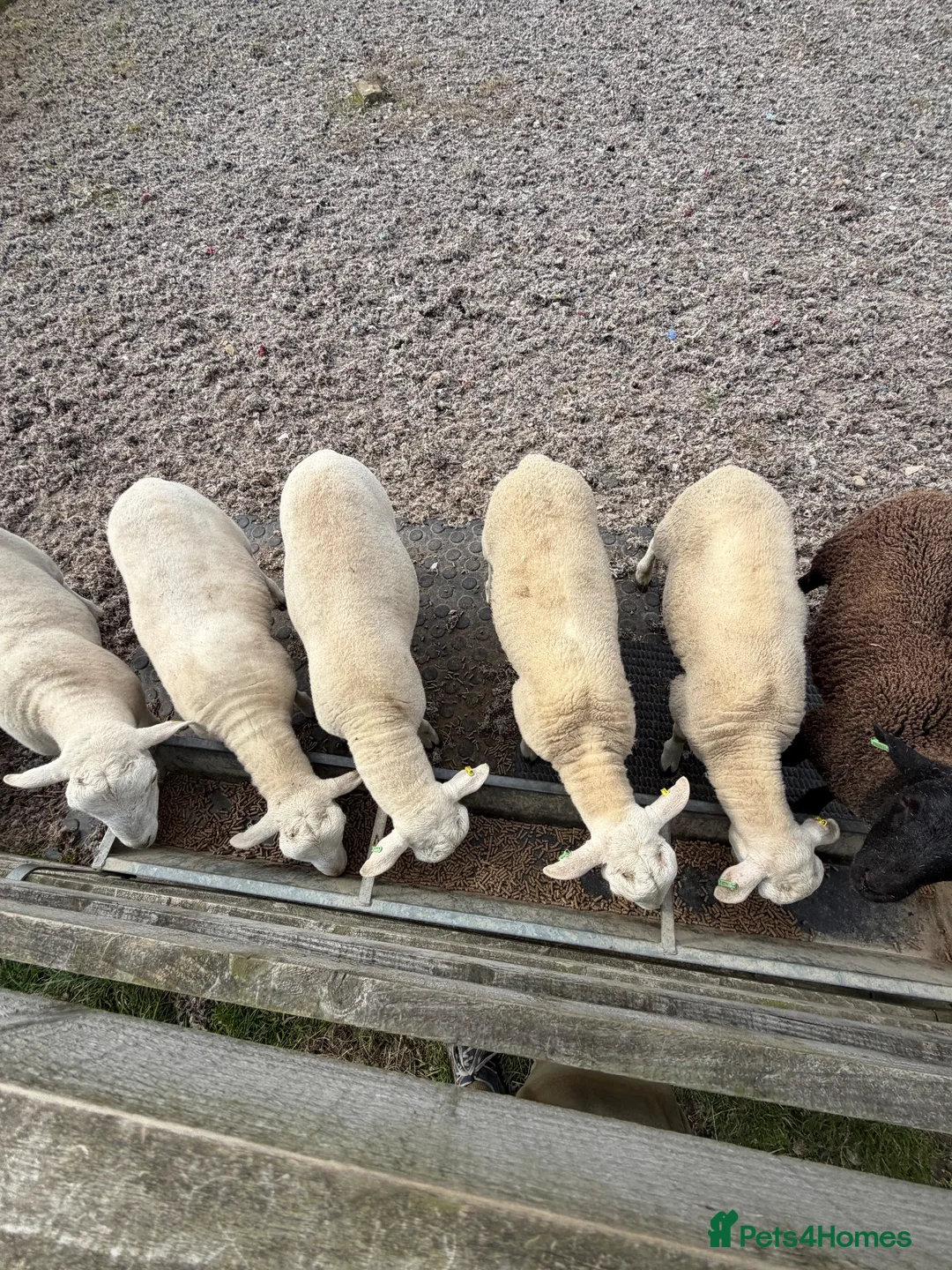 Sheep livestock for sale: Easycare Ram Lambs - Advert 1
