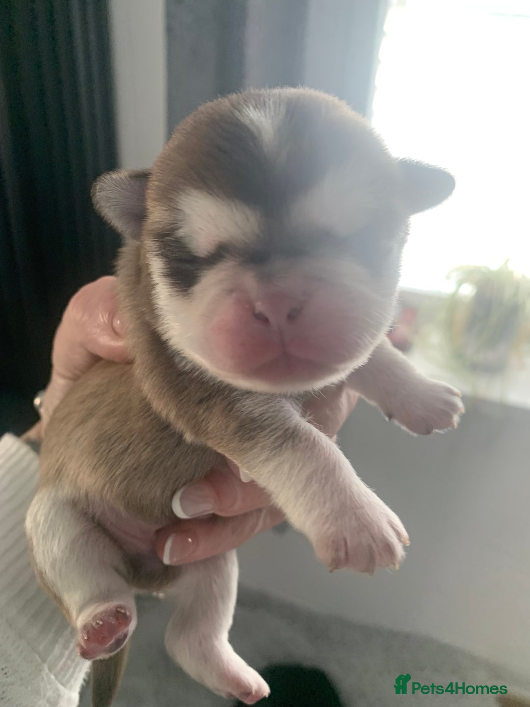 Pug dogs for sale: Husky pugs  - Image 5