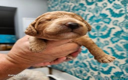 Mixed Breed dogs for sale: FULLY HEALTH TESTED FOX RED MINIATURE COCKAPOOS  - Image 12