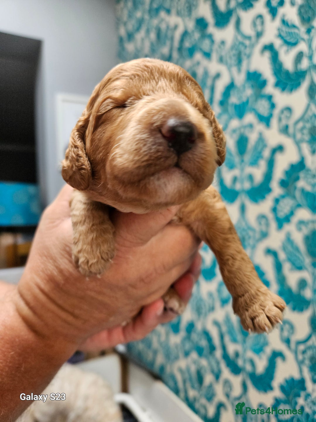 Mixed Breed dogs for sale: FULLY HEALTH TESTED FOX RED MINIATURE COCKAPOOS  - Image 12