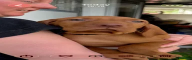 Hungarian Vizsla 3
