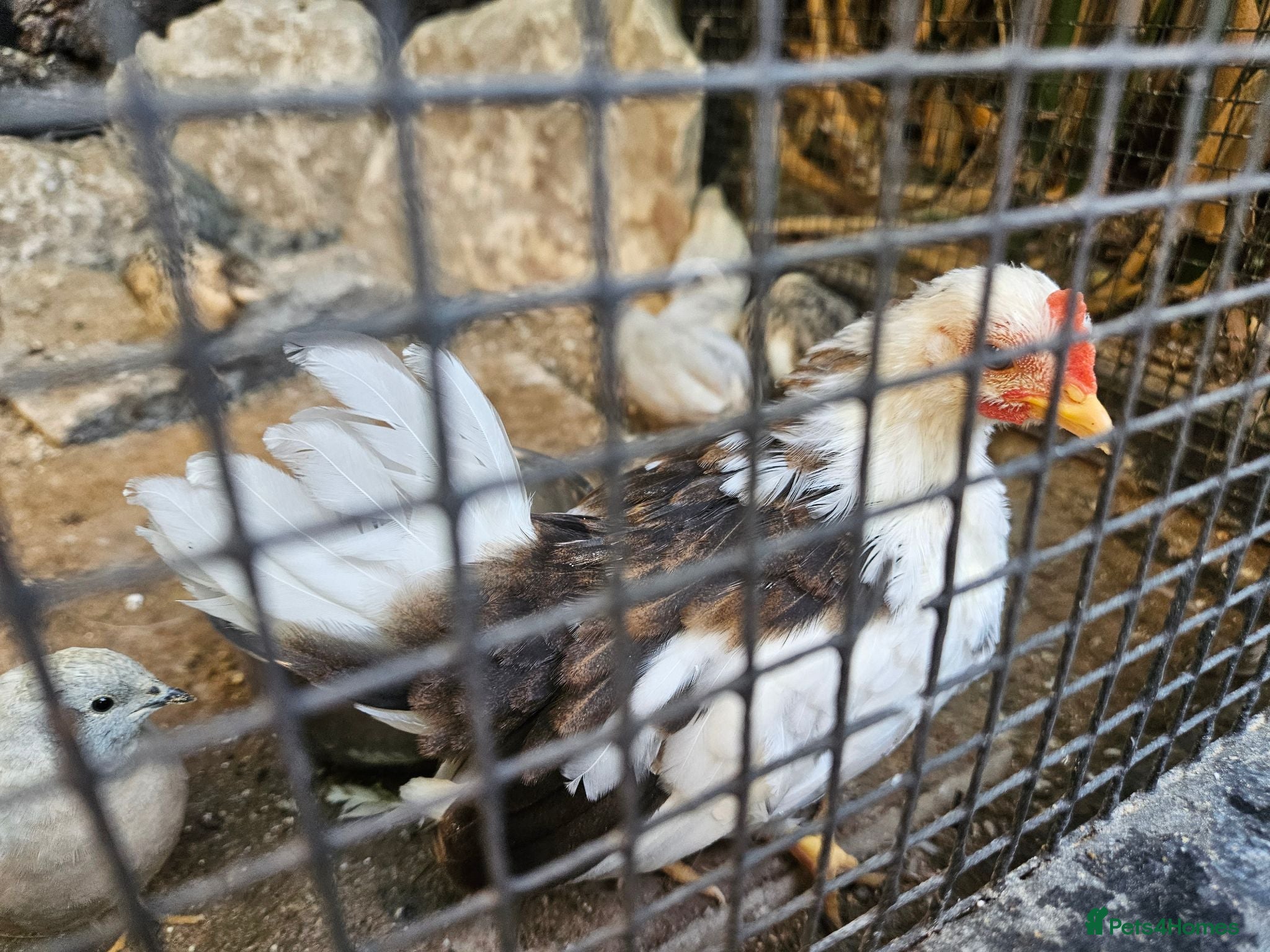 Chickens poultry Serama bantam - Advert 1