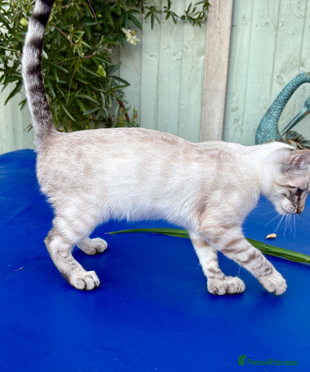 Keetso cats for sale: Wild looking polydactyl curled eared snow leopard  - Image 24