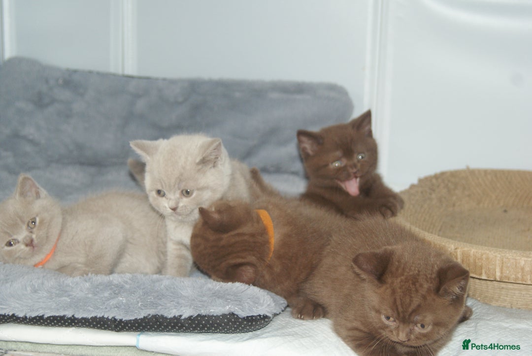 British Shorthair cats for sale: 🐾 British Shorthair Kittens Looking for Homes 🏡 - Image 8
