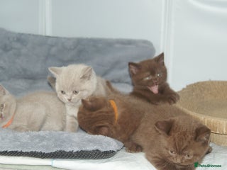 British Shorthair cats - Advert 1