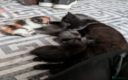 Mixed Breed cats for sale: 2 black kittens available  - Image 5