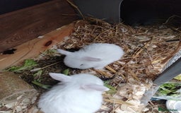 Mini Lop rabbits for sale: Mini lop  - Image 4