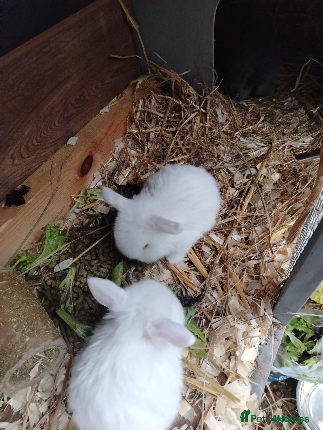 Mini Lop rabbits for sale: Mini lop  - Image 4