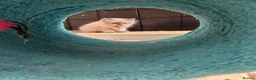 Ragdoll cats for sale: Ragdolls - Advert 13