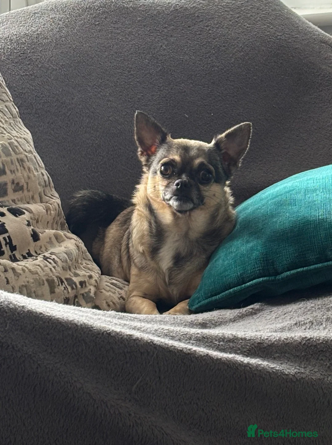 Chihuahua dogs for sale: Stunning chihuahua puppies in Walsall - Advert 2