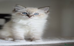 Ragdoll cats for sale: Chunky Ragdoll kittens ready now  - Image 11