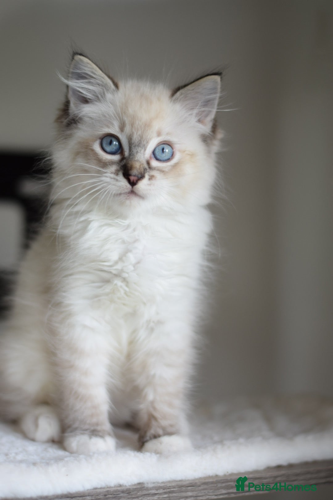 Ragdoll cats for sale: Chunky Ragdoll kittens ready now  - Image 11