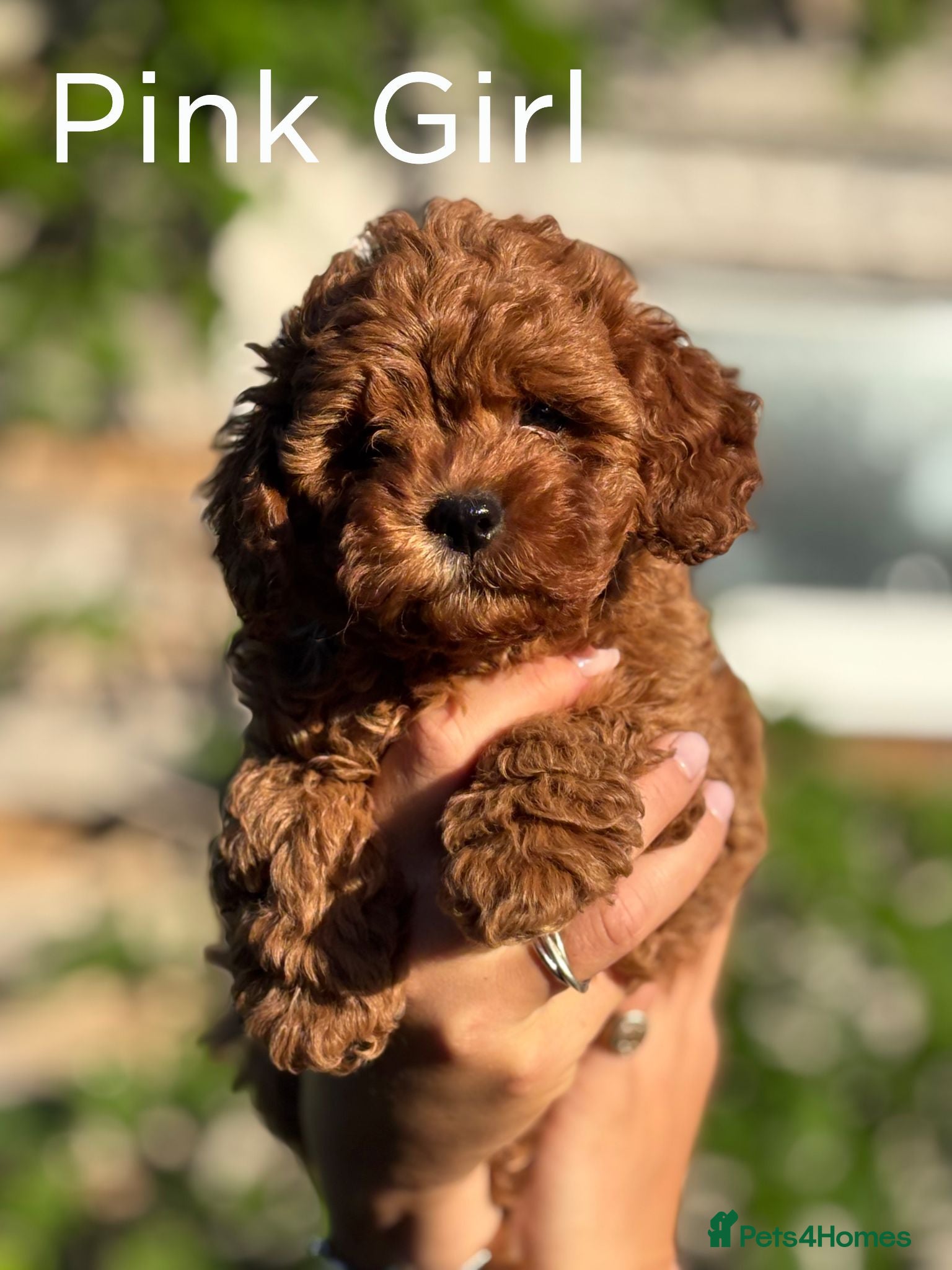 Cavapoo dogs Stunning Red F1b Cavapoo Puppies  - Advert 1