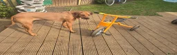 Rhodesian Ridgeback dogs for sale: Luna  - Advert 2