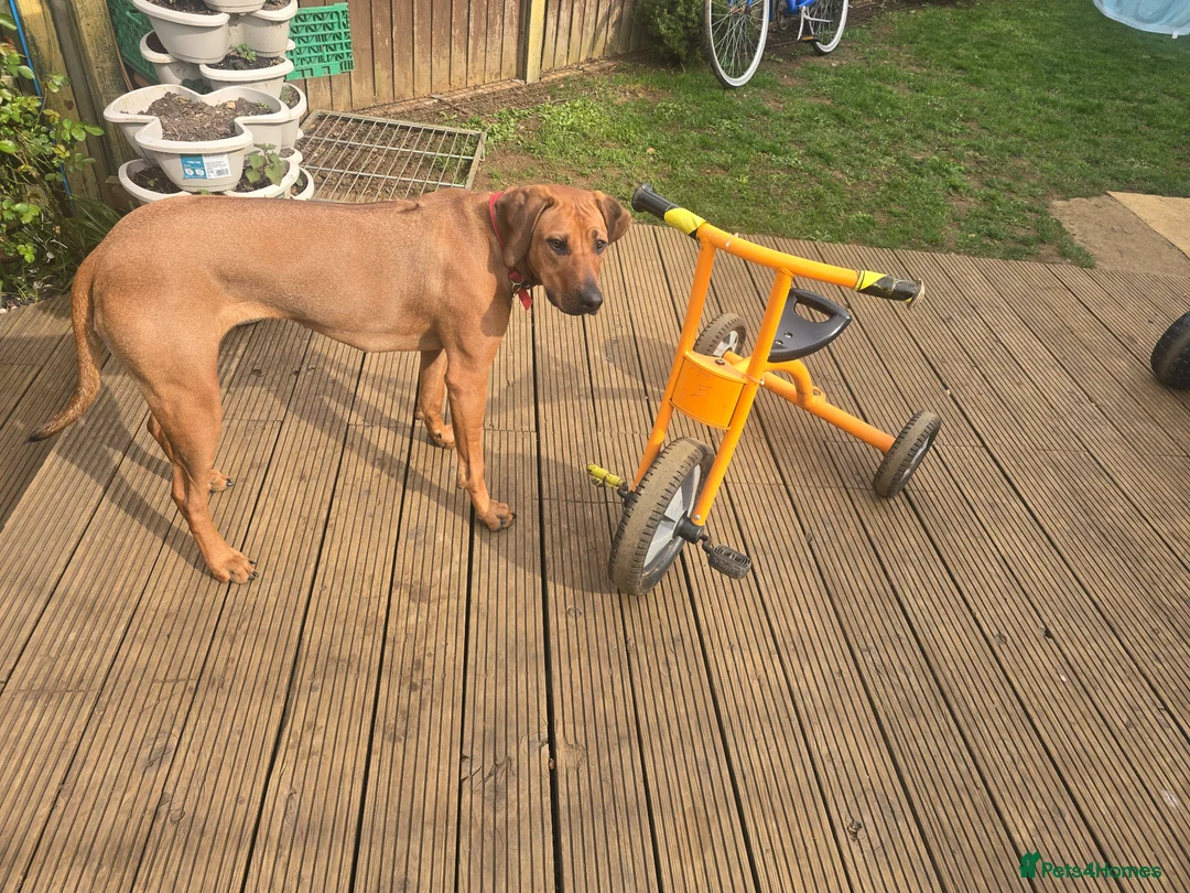 Rhodesian Ridgeback dogs for sale: Luna  - Advert 2