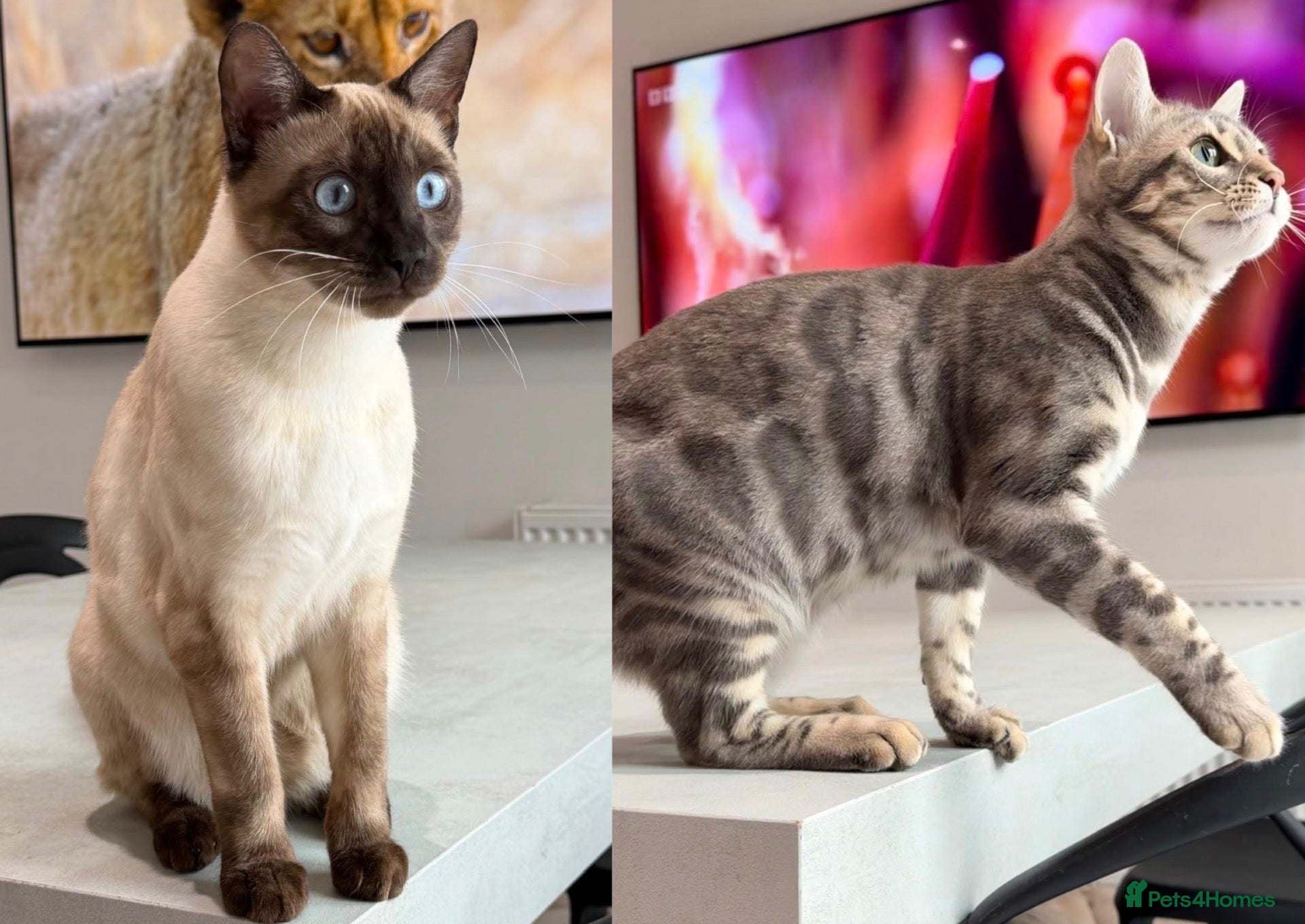 Bengal cats Rare Snow Smoke and Blue Silver brother and sister - Advert 1
