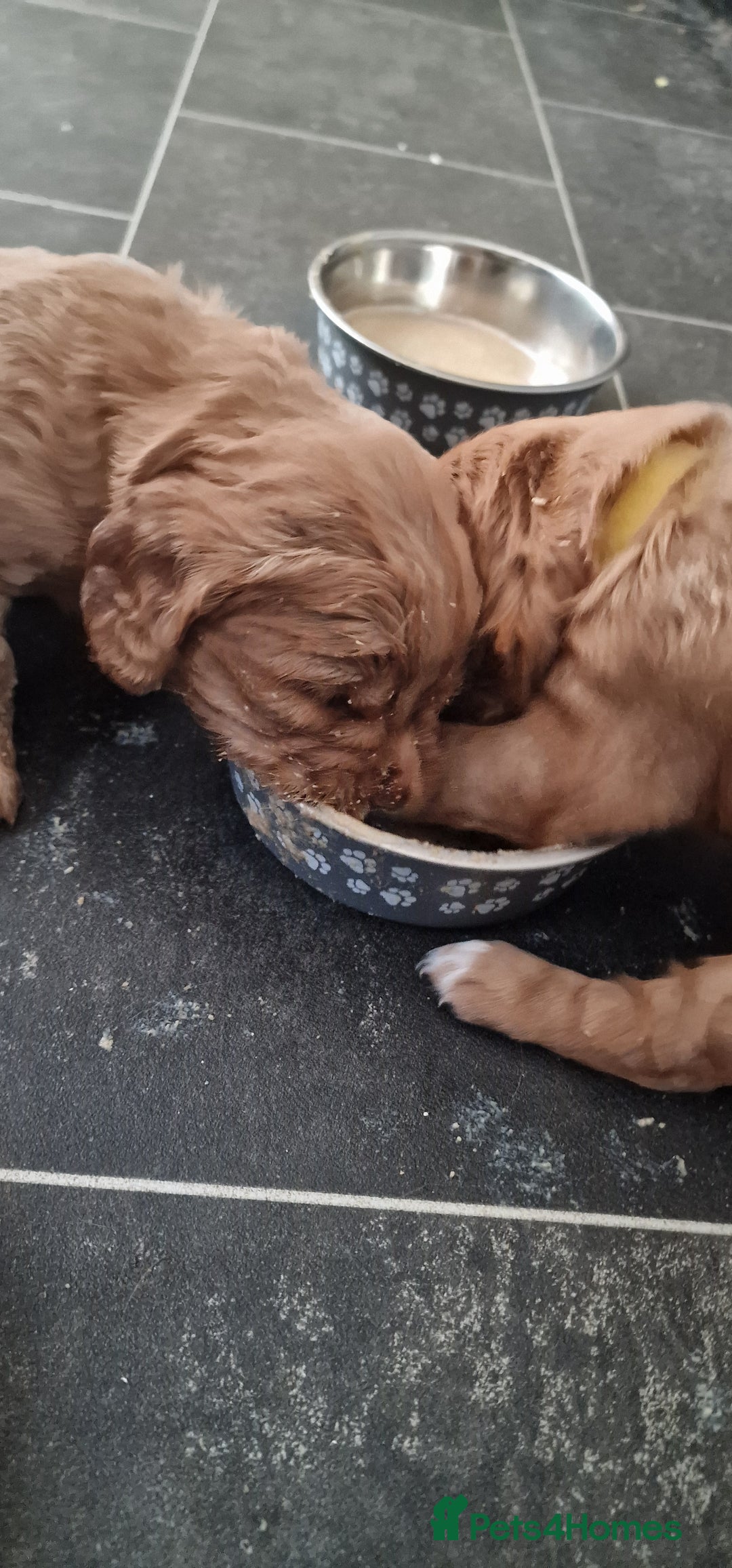 Cocker Spaniel dogs for sale: Cocker spaniel puppies - Image 12