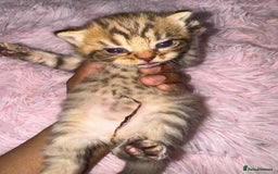 Brazilian Shorthair cats for sale: British shorthairs kittens - Image 11