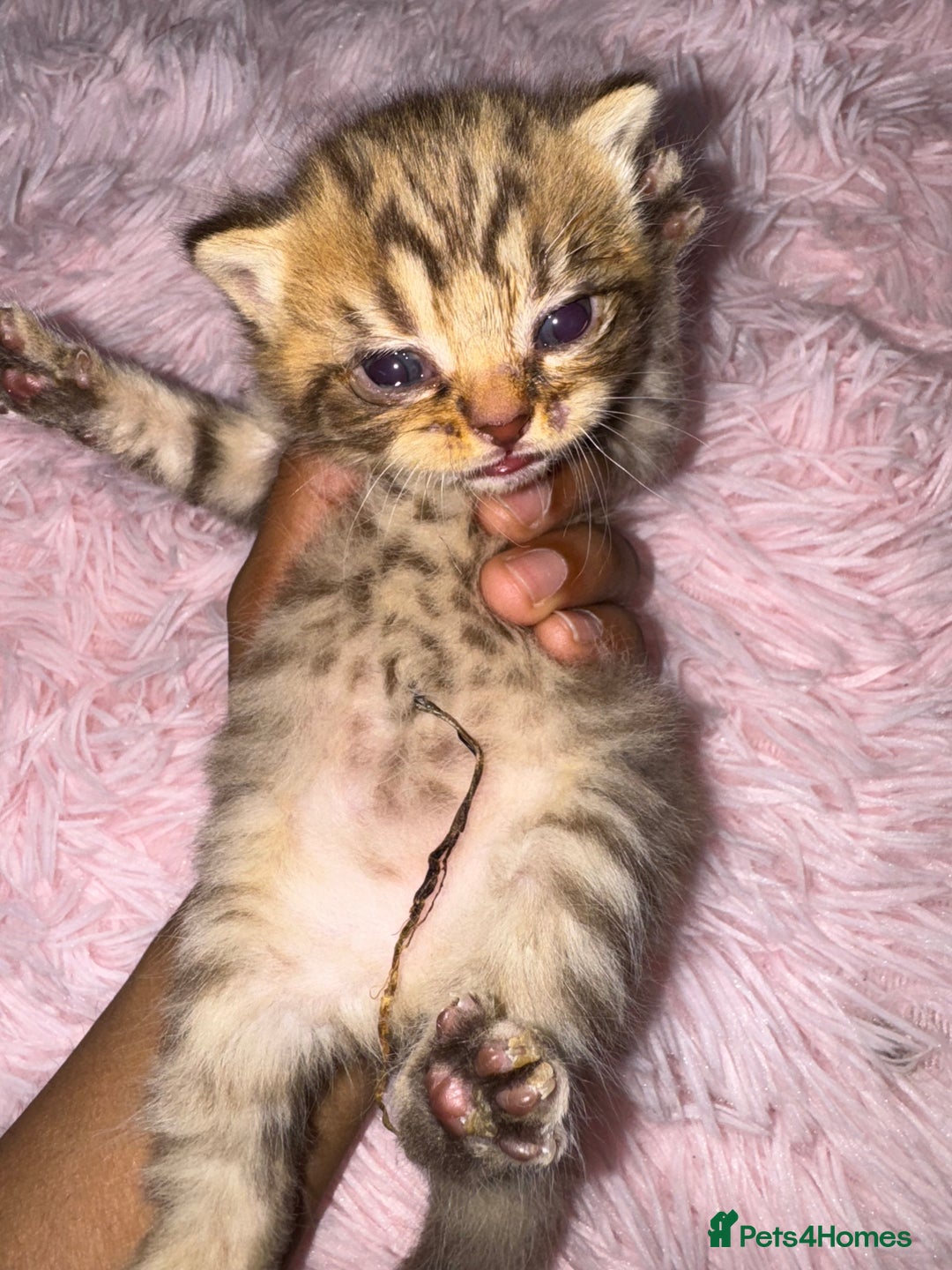 Brazilian Shorthair cats for sale: British shorthairs kittens - Image 11