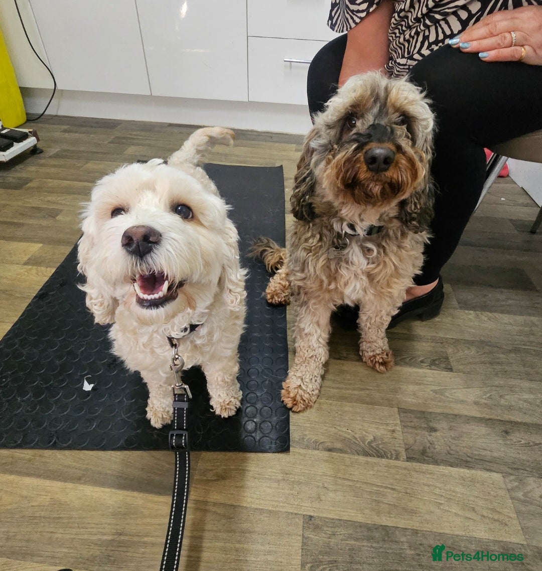 Cockapoo dogs for sale:  7 week old Cockapoos 2 girls ( both sold)  1 boy  - Image 8